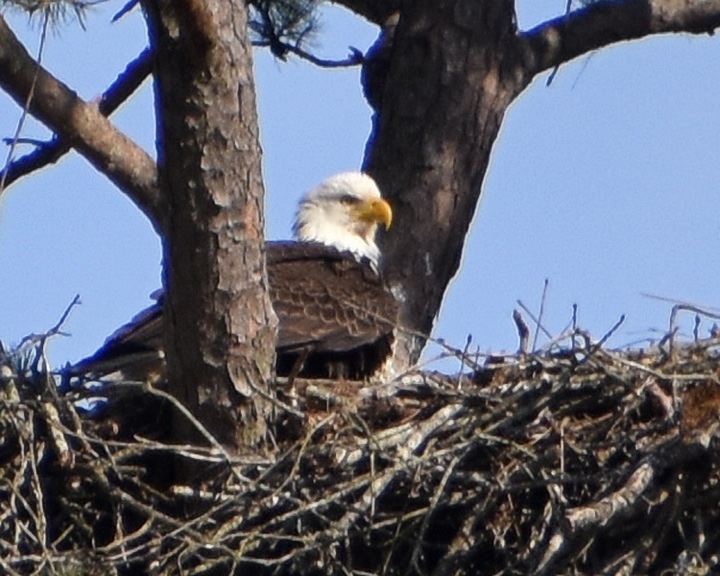 A beautiful eagle shot by Colleen Peleaux